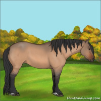 Horse Color:Brown Roan Dun