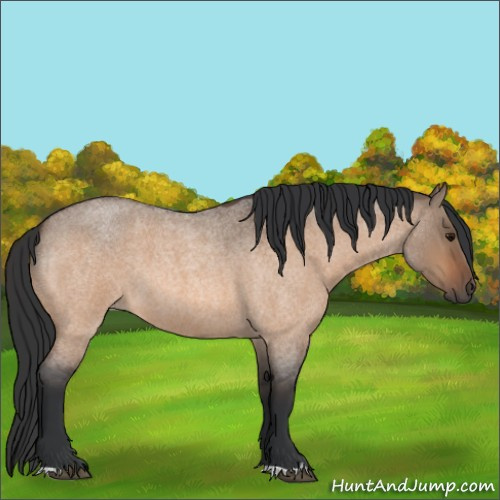 Horse Color:Bay Roan Dun
