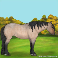 Horse Color:Bay Roan Dun 