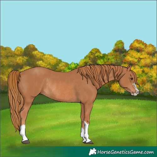 Horse Color:Chestnut Rabicano 