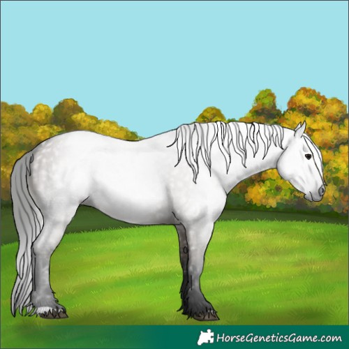 Horse Color:Gray Grullo 