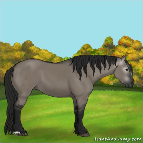 Horse Color:Gray Grullo 