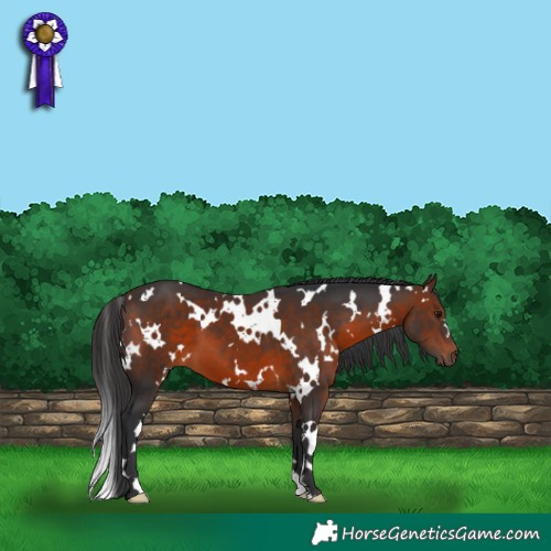 Horse Color:White Spotted Brown