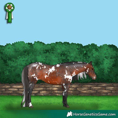 Horse Color:White Spotted Brown Appaloosa 