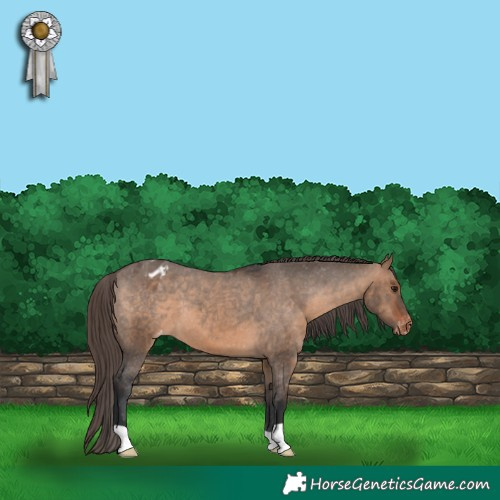 Horse Color:Brown Dun Appaloosa 