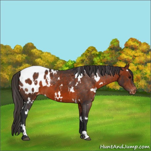 Horse Color:White Spotted Bay Appaloosa 