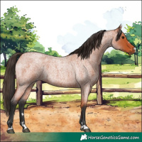 Horse Color:Bay Roan 
