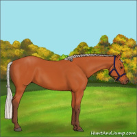 Horse Color:Silver Bay 