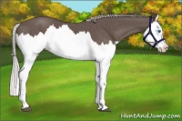 Horse Color:Silver Black Splash 