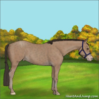 Horse Color:Classic Champagne 