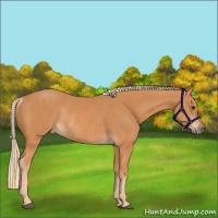 Horse Color:Chestnut Rabicano