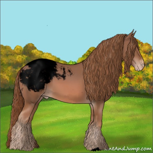 Horse Color:Void Chestnut Appaloosa 