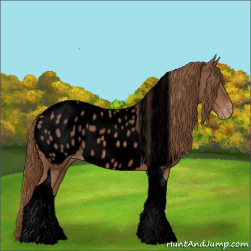 Horse Color:Void Chestnut Tobiano Appaloosa 