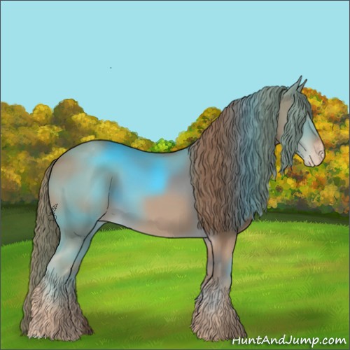 Horse Color:Chestnut Appaloosa 