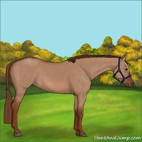 Horse Color:Red Dun 