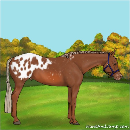 Horse Color:Chestnut Appaloosa 