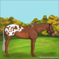 Horse Color:Chestnut Appaloosa 