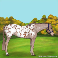 Horse Color:Chestnut Appaloosa 
