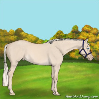 Horse Color:Cremello Dun 
