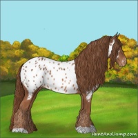 Horse Color:Chestnut Appaloosa