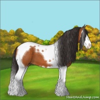 Horse Color:Buckskin Sabino Splash Tobiano
