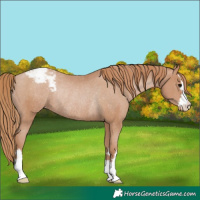 Horse Color:Chocolate Black Pearl Appaloosa Rabicano 