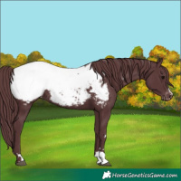 Horse Color:Chocolate Black Appaloosa Rabicano 