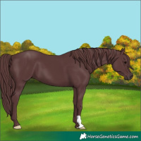 Horse Color:Chocolate Black 