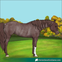 Horse Color:Chocolate Black Appaloosa Rabicano 