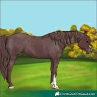 Horse Color:Chocolate Black Appaloosa 