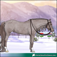 Horse Color:Chocolate Black Appaloosa Rabicano