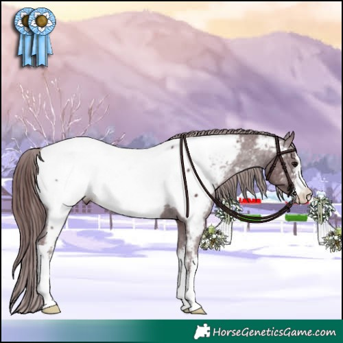 Horse Color:White Spotted Chocolate Black Appaloosa 