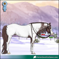 Horse Color:White Spotted Chocolate Black Appaloosa 