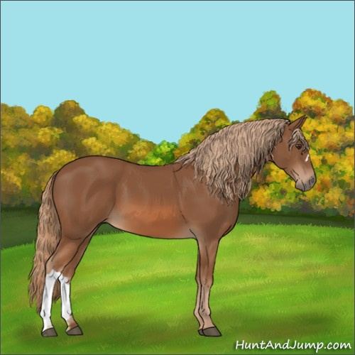 Horse Color:Chestnut 