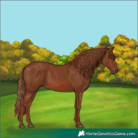 Horse Color:Chestnut 