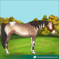 Horse Color:Bay Roan Onyx Appaloosa