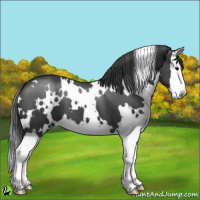 Horse Color:White Spotted Black Splash 