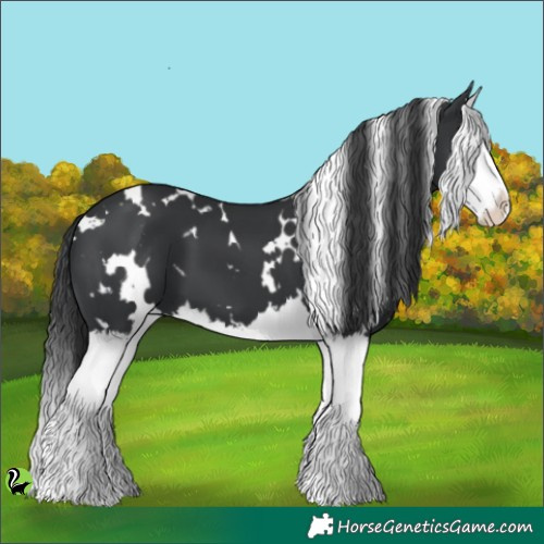 Horse Color:White Spotted Black Splash 