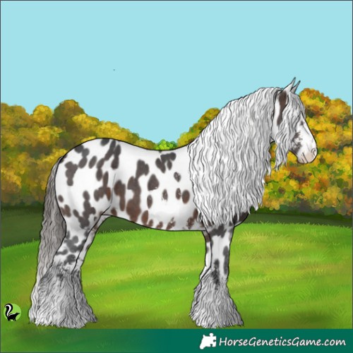 Horse Color:Brown Sabino Appaloosa 
