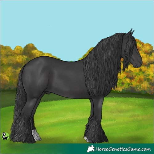 Horse Color:Black 