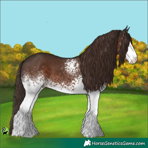 Horse Color:White Spotted Liver Chestnut 