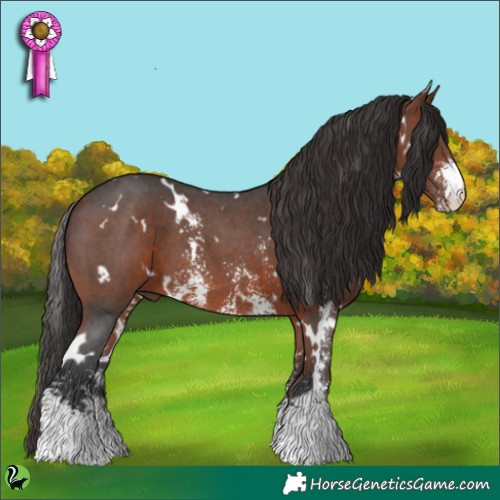 Horse Color:White Spotted Bay Sabino 