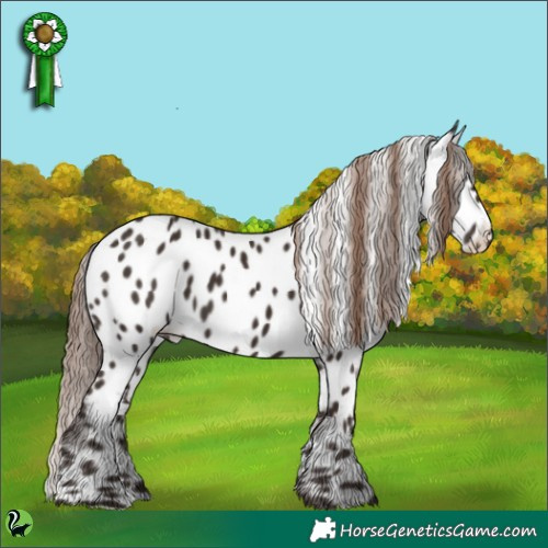 Horse Color:Liver Chestnut Appaloosa 