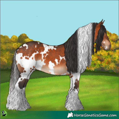 Horse Color:White Spotted Bay 