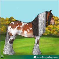 Horse Color:White Spotted Bay 