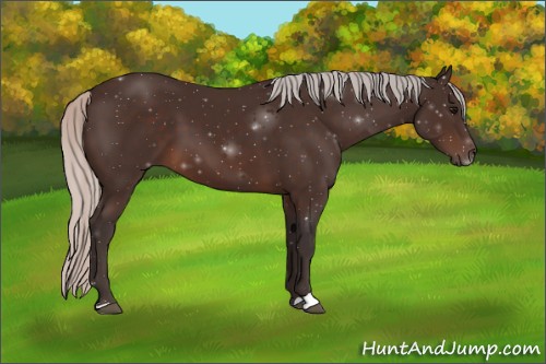 Horse Color:Silver Brown Sabino