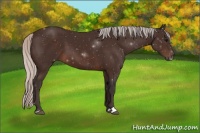 Horse Color:Silver Brown Sabino 