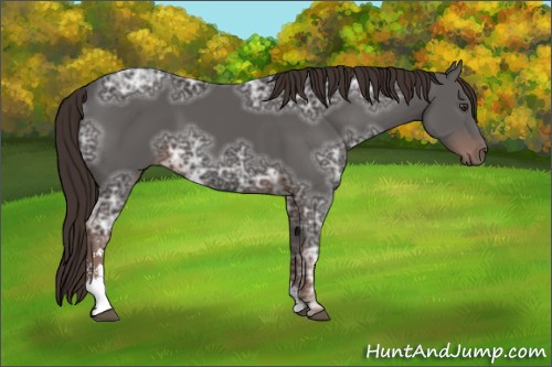 Horse Color:Liver Chestnut Ice Sabino