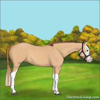 Horse Color:Red Dun Splash 