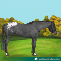 Horse Color:Black Appaloosa 